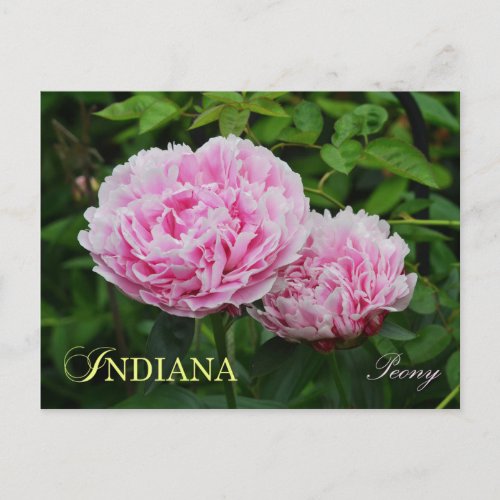 Indiana State Flower Peony Postcard