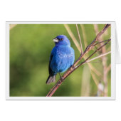 Indigo Bunting (Front Horizontal)