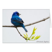 Indigo Bunting (Front Horizontal)