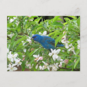 Indigo Bunting and Blossoms - Bird Postcard