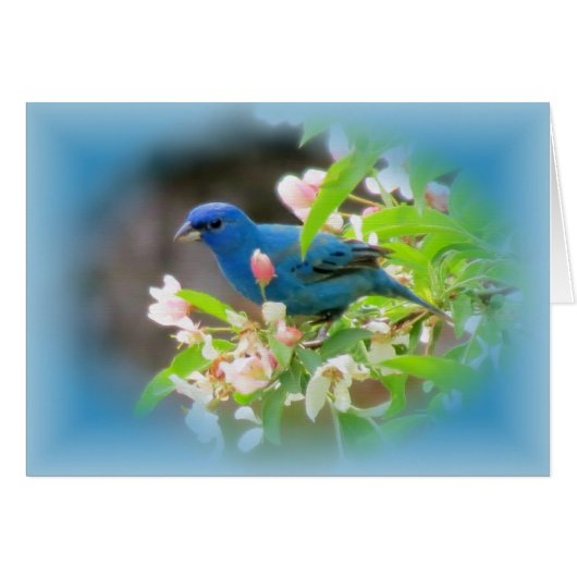 Indigo Bunting Blues Cards (Front Horizontal)