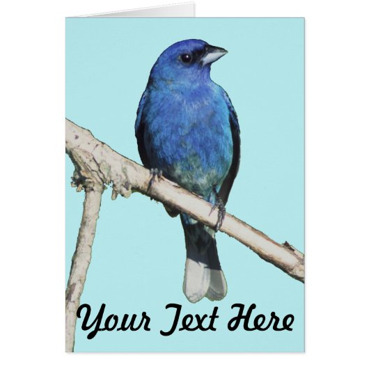 Indigo Bunting Cards (Front)