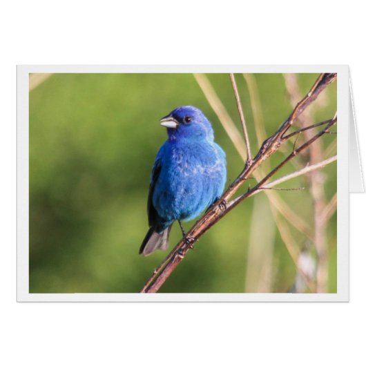 Indigo Bunting Cards (Front Horizontal)
