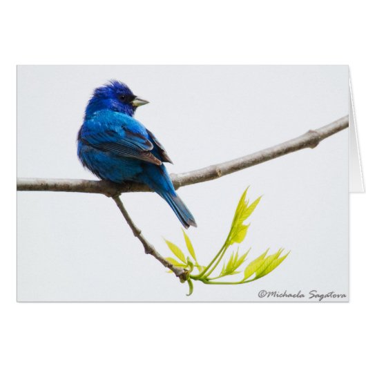 Indigo Bunting Cards (Front Horizontal)