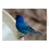 Indigo Bunting Cards (Front Horizontal)