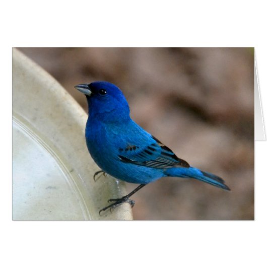 Indigo Bunting Cards (Front Horizontal)
