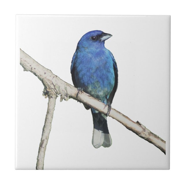 Indigo Bunting Ceramic Tile (Front)