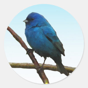 Indigo Bunting Classic Round Sticker
