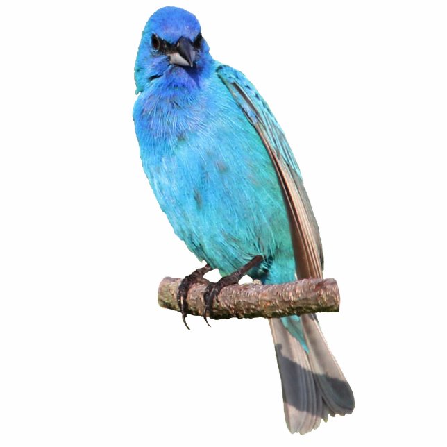 Indigo Bunting Cutout (Front)