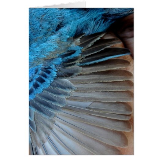Indigo bunting feathers cards (Front)