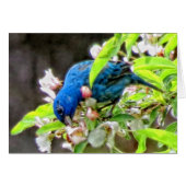 Indigo Bunting Feeding (Front Horizontal)
