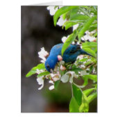 Indigo Bunting Feeding (Front)