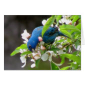 Indigo Bunting Feeding (Front Horizontal)