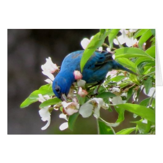 Indigo Bunting Feeding (Front Horizontal)