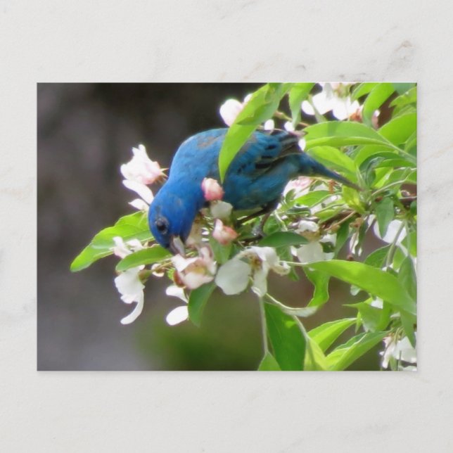 Indigo Bunting Feeding - Bird Postcard (Front)