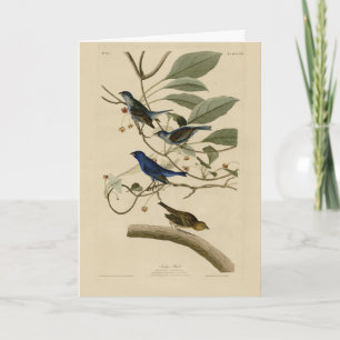 Indigo Bunting from Audubon's Birds of America Card