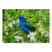 Indigo Bunting in Crabapple (Front Horizontal)