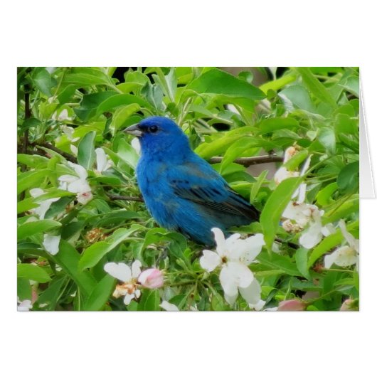 Indigo Bunting in Crabapple (Front Horizontal)