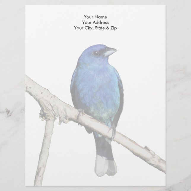 Indigo Bunting Letterhead (Front)