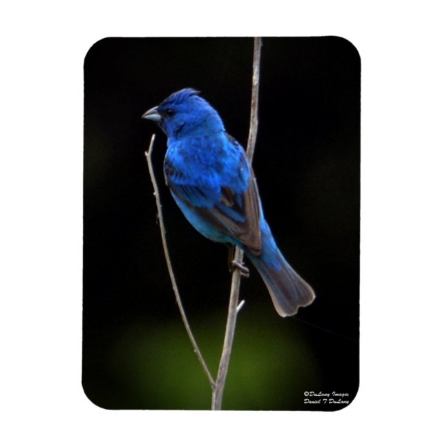 Indigo Bunting Magnet (Vertical)