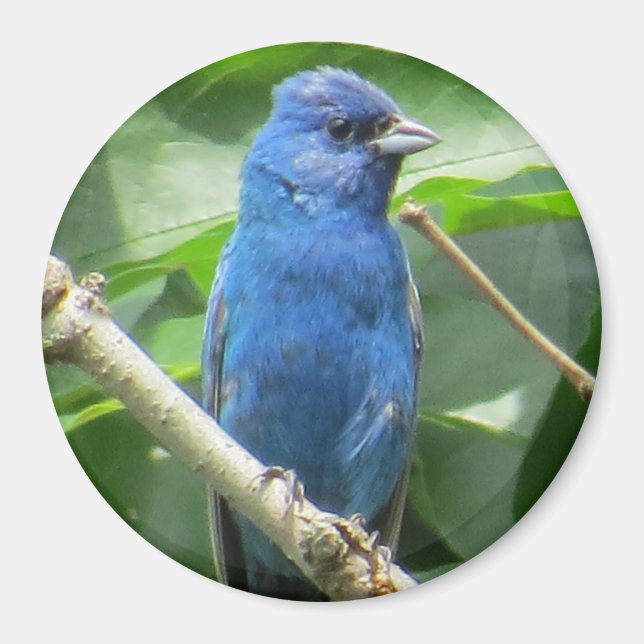 Indigo Bunting Magnet (Front)