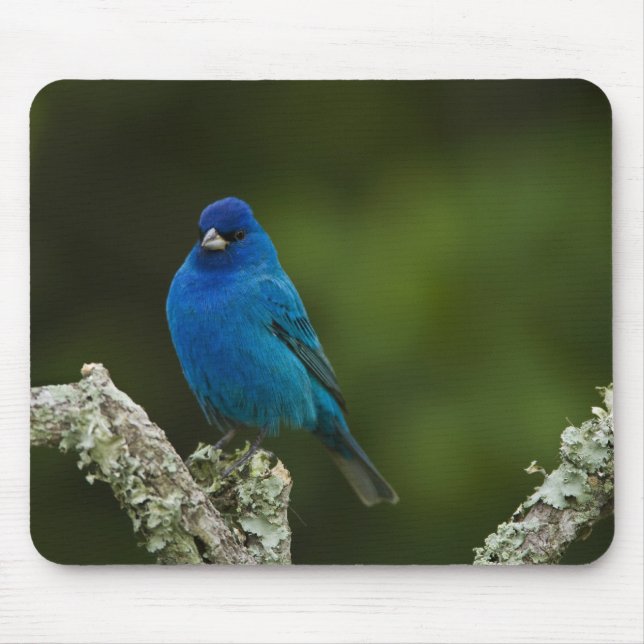 Indigo Bunting, Passerina cyanea, Coastal Mouse Pad (Front)