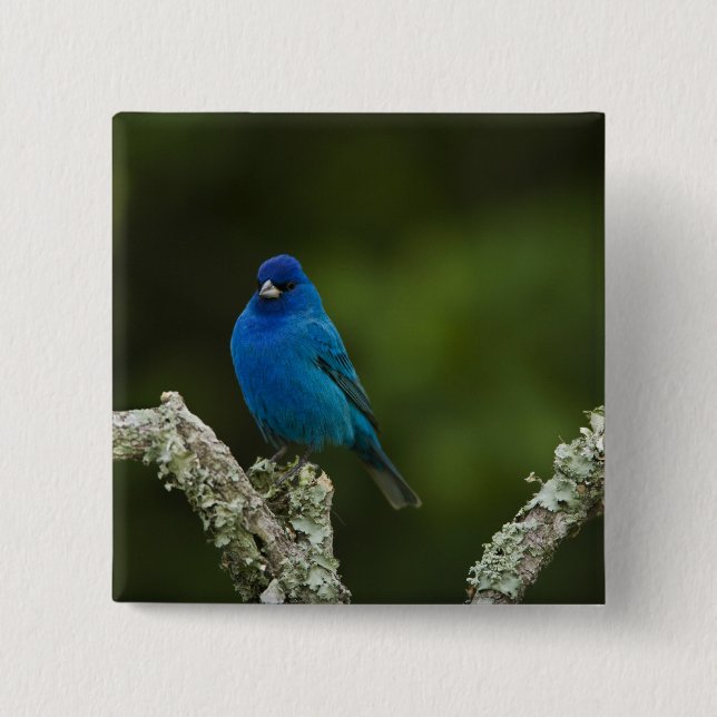 Indigo Bunting, Passerina cyanea, Coastal Pinback Button (Front)