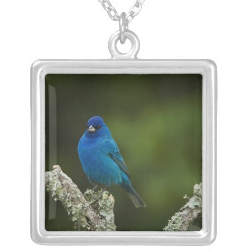 Indigo Bunting Passerina cyanea Coastal Silver Plated Necklace