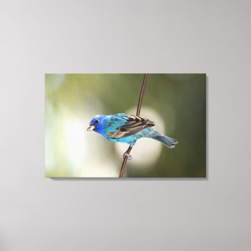 Indigo Bunting perched on bare branch Canvas Print