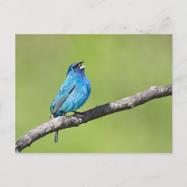 Indigo Bunting Postcard (Front)