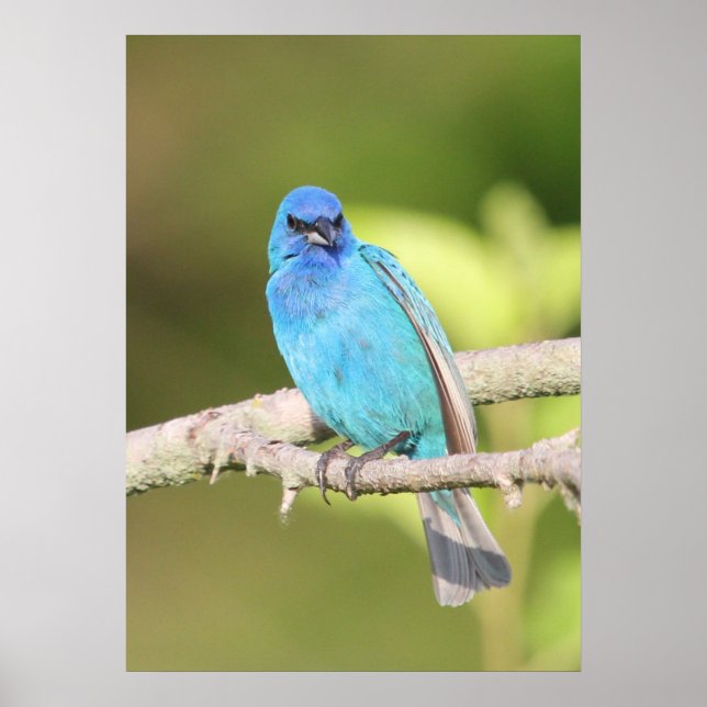 Indigo Bunting Poster (Front)