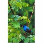Indigo bunting statuette<br><div class="desc">Indigo bunting
Indigo bunting. Animal Park has this and many other great products with Birds for all Pet & Animal lovers.</div>