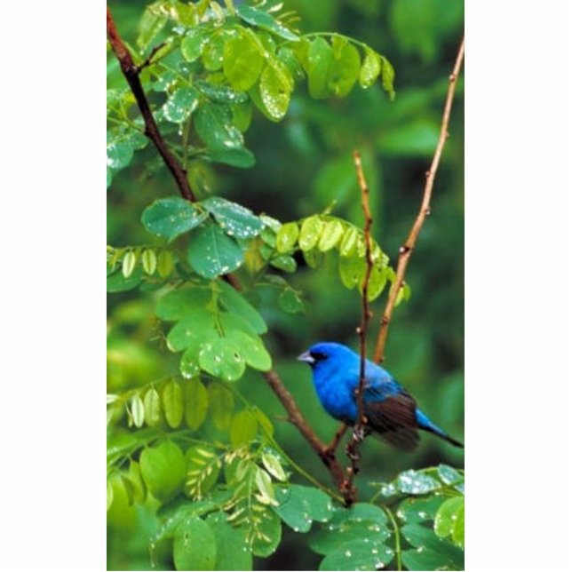 Indigo bunting statuette (Front)