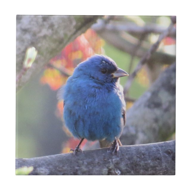 Indigo Bunting Tile (Front)