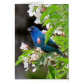 Indigo Bunting with Blossoms (Front)