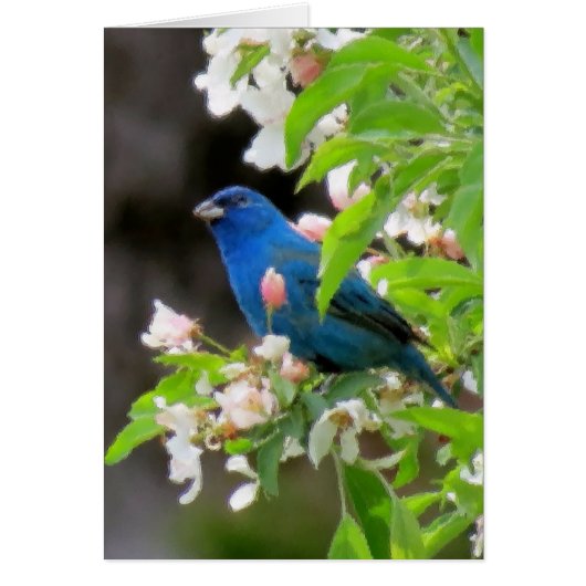 Indigo Bunting with Blossoms Cards (Front)