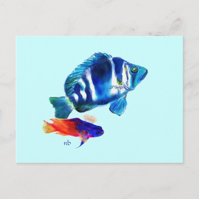 Indigo Fish, Fairy Basslet Postcard (Front)
