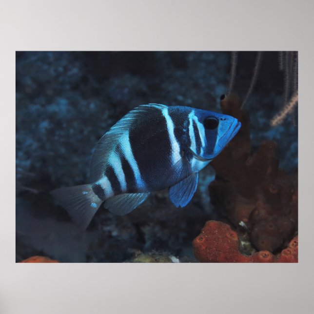 Indigo Hamlet Poster (Front)