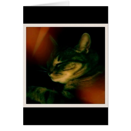 Indigo Naptime Closeup (Front)