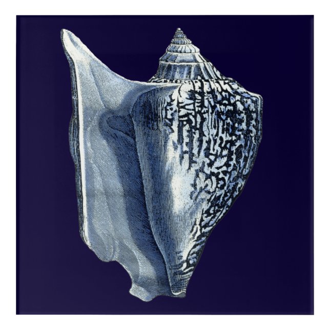 Indigo Shells I Acrylic Print (Front)