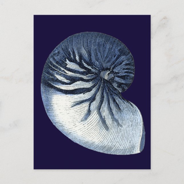 Indigo Shells VII Postcard (Front)