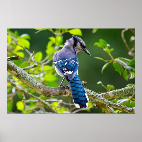 Indigo Shy Blue Jay in the Leaves Poster