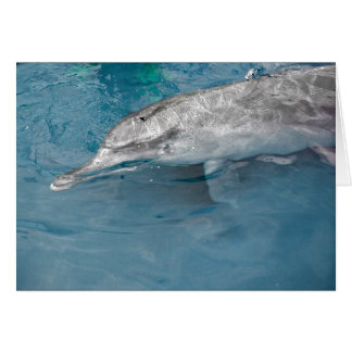 Indo Pacific Wild Dolphin Cards