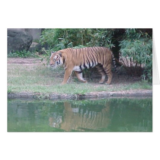 Indochinese Tiger Cards (Front Horizontal)