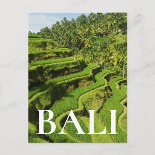 Indonesia Bali  Rice Paddies Postcard