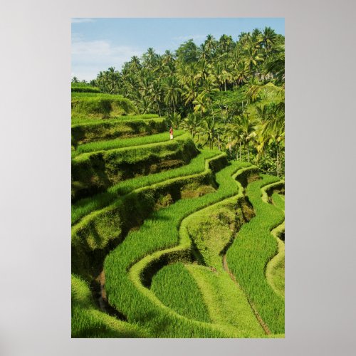 Indonesia Bali  Rice Paddies Poster