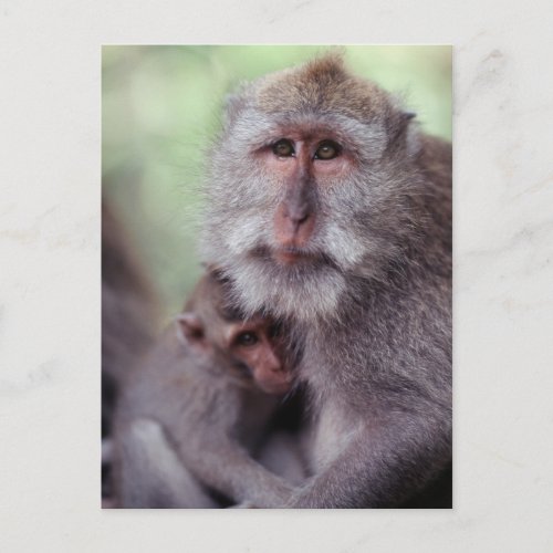 Indonesia Bali Ubud Long_tailed Macaque 1 Postcard