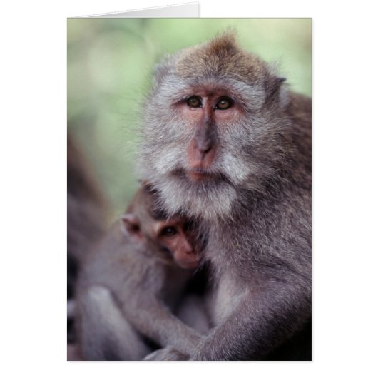 Indonesia, Bali, Ubud, Long-tailed Macaque Cards (Front)