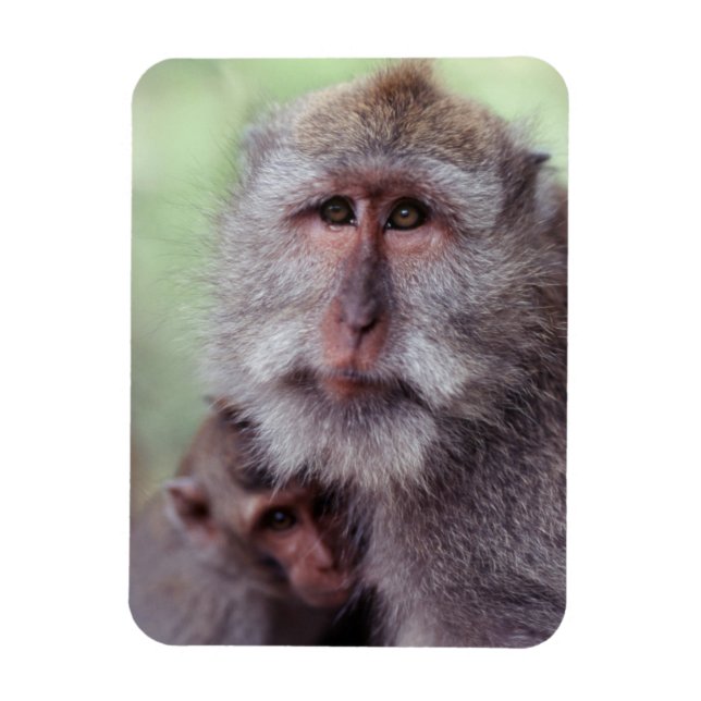 Indonesia, Bali, Ubud, Long-tailed Macaque Magnet (Vertical)