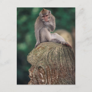 Indonesia, Bali, Ubud, Long-tailed Macaque Postcard